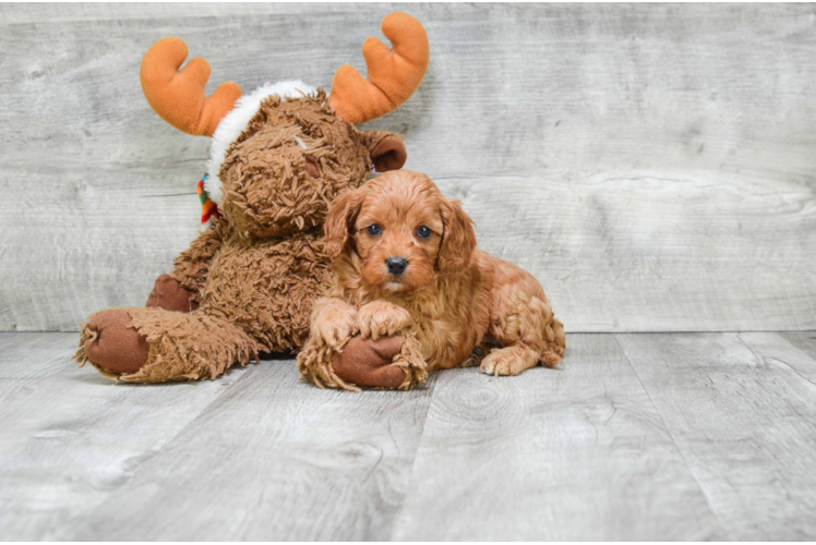 Friendly Cavapoo Baby