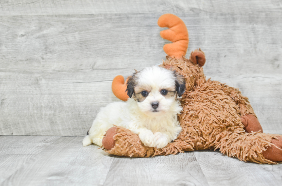 Teddy Bear Pup Being Cute