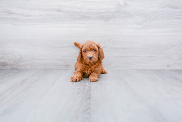 Mini Goldendoodle Pup Being Cute