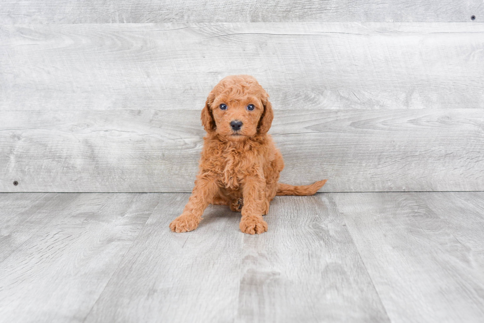 Happy Mini Goldendoodle Baby