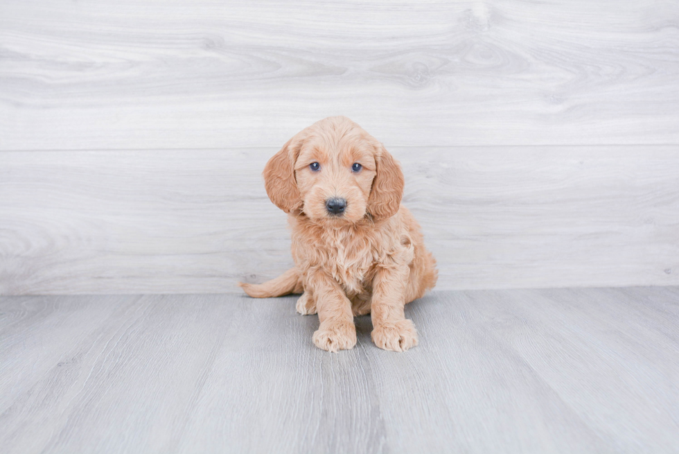 Mini Goldendoodle Puppy for Adoption