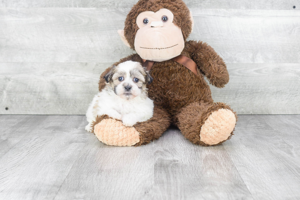 Adorable Shichon Designer Puppy