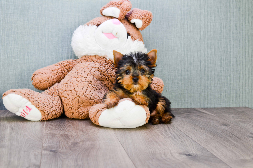 Meet Beckham - our Yorkshire Terrier Puppy Photo 