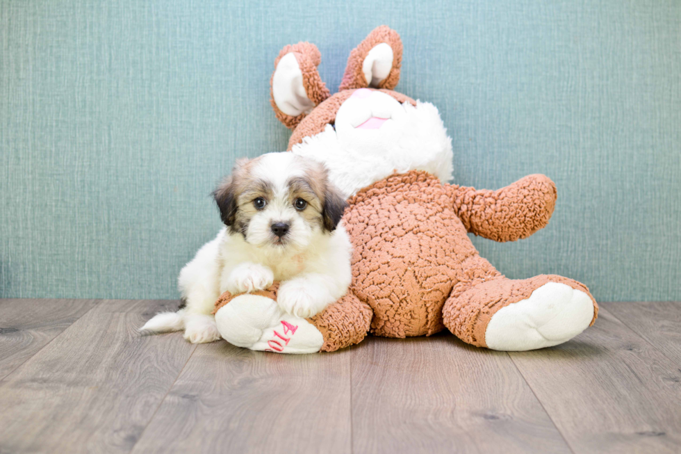 Teddy Bear Pup Being Cute