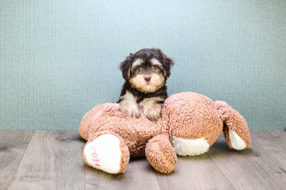 Havanese Puppy for Adoption