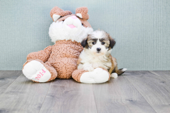 Playful Havanese Baby