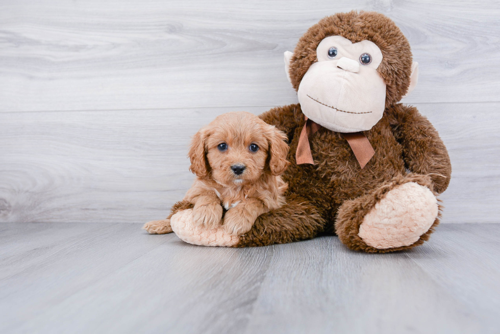 Funny Cavapoo Poodle Mix Pup