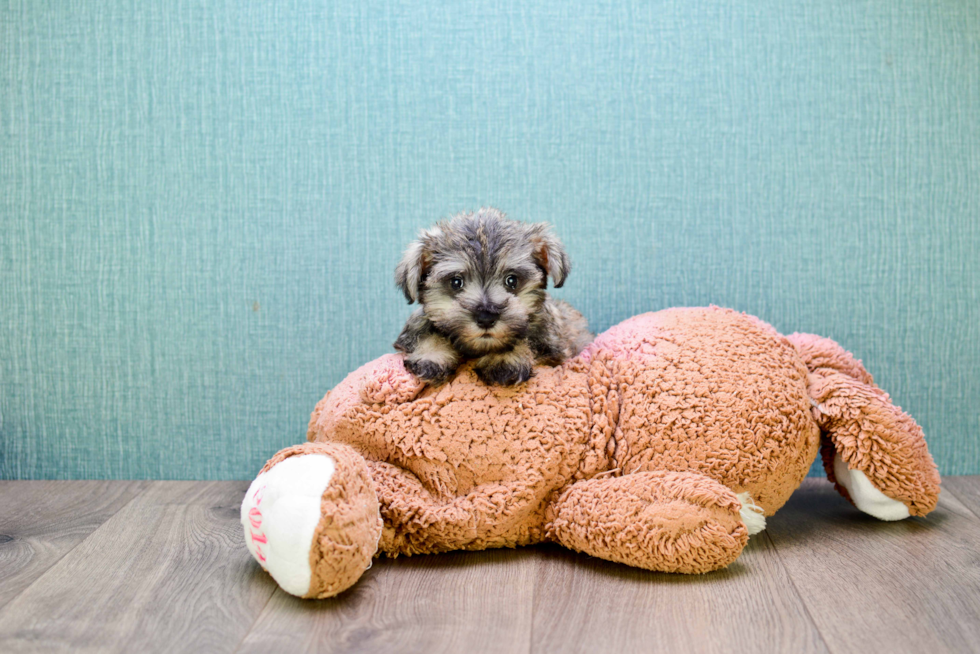 Cute Mini Schnauzer Baby