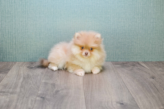 Pomeranian Puppy for Adoption