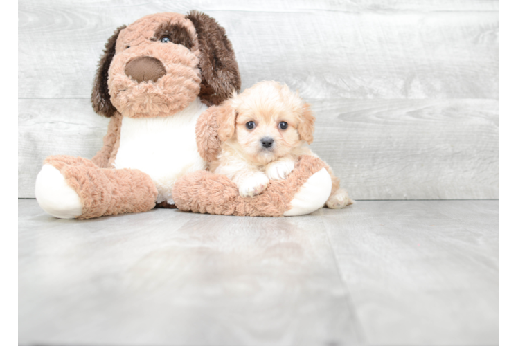 Small Cavachon Baby