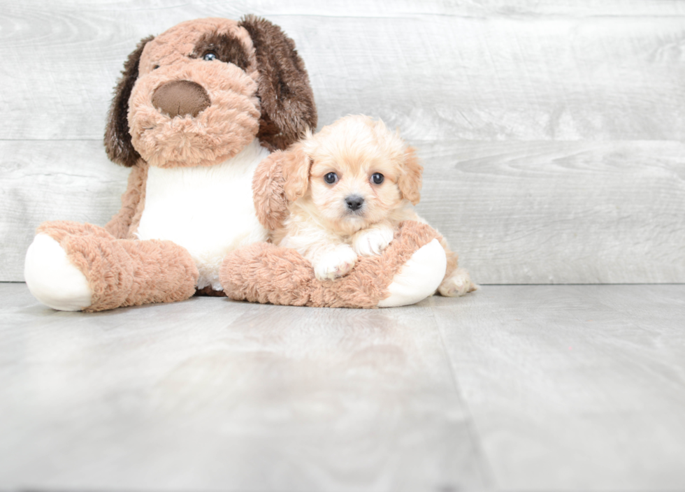 Small Cavachon Baby