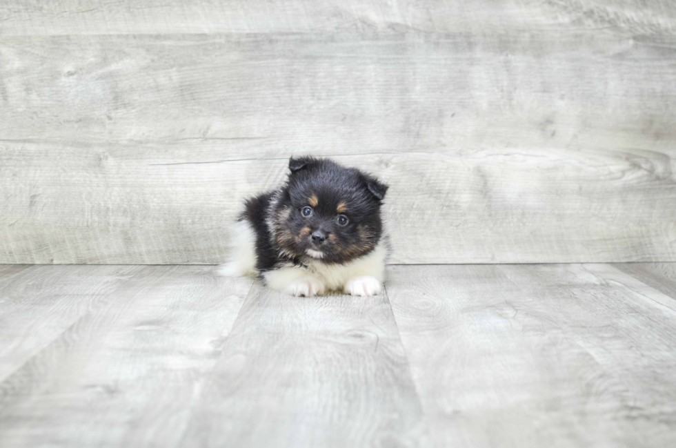 Small Pomeranian Baby