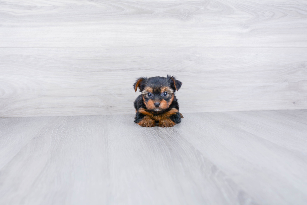 Meet Roscoe - our Yorkshire Terrier Puppy Photo 