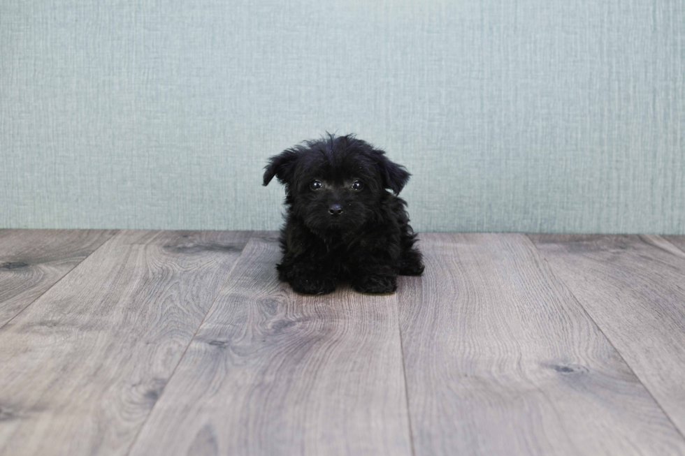 Petite Yorkie Poo Poodle Mix Pup