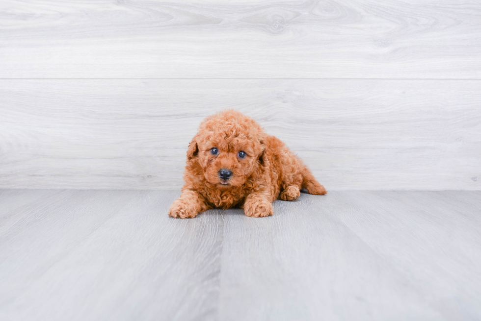 Cute Mini Goldendoodle Baby