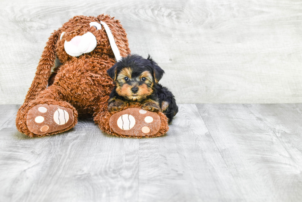 Meet Roscoe - our Yorkshire Terrier Puppy Photo 