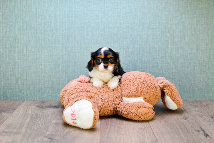 Adorable Cavalier King Charles Spaniel Purebred Puppy