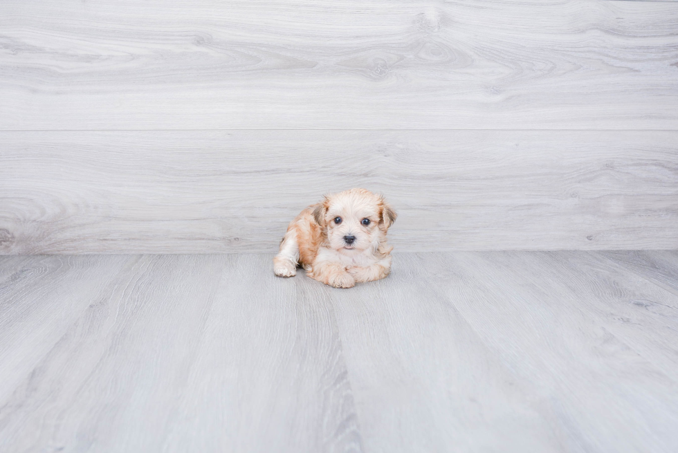 Morkie Pup Being Cute