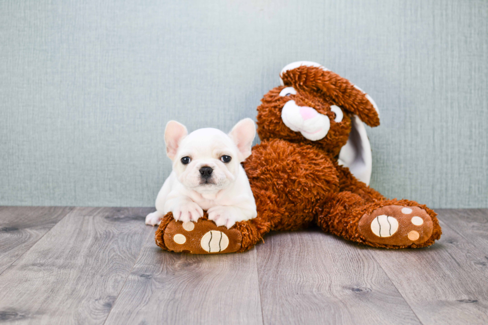 Cute Frenchie Purebred Puppy