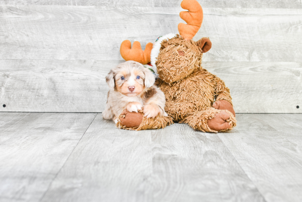 Mini Aussiedoodle Pup Being Cute