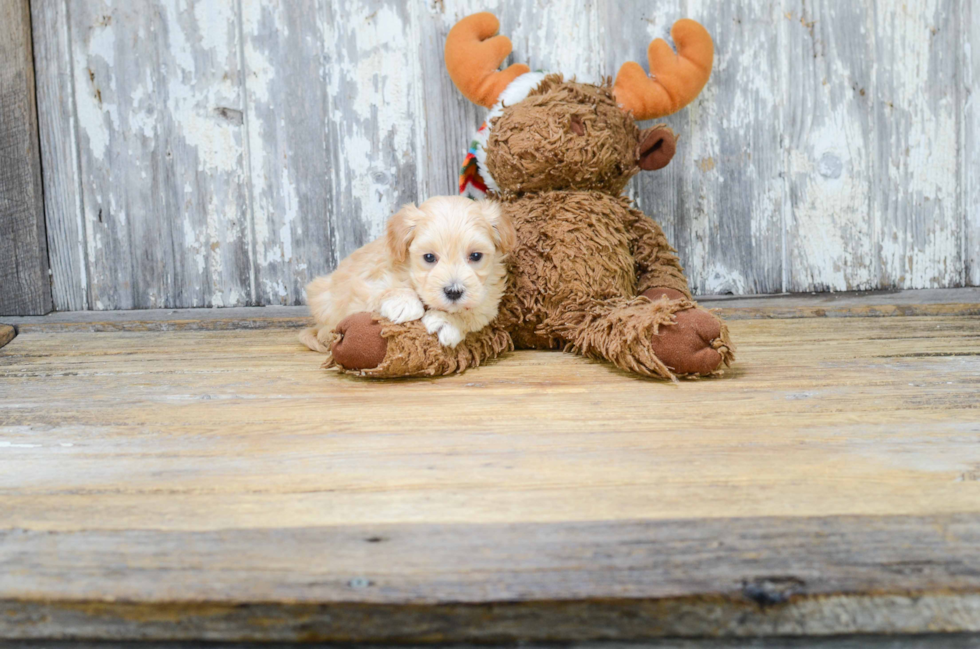 Adorable Maltepoo Poodle Mix Puppy