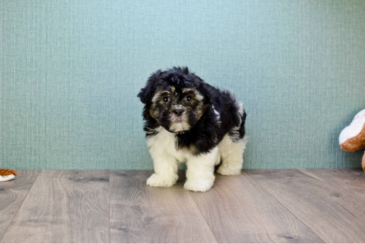 Havanese Pup Being Cute