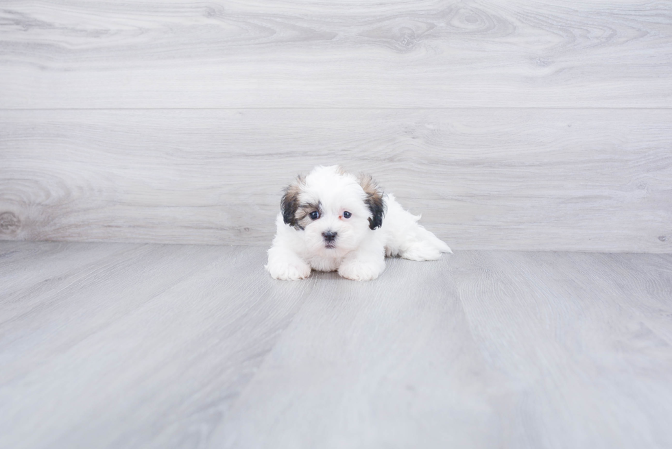 Teddy Bear Pup Being Cute