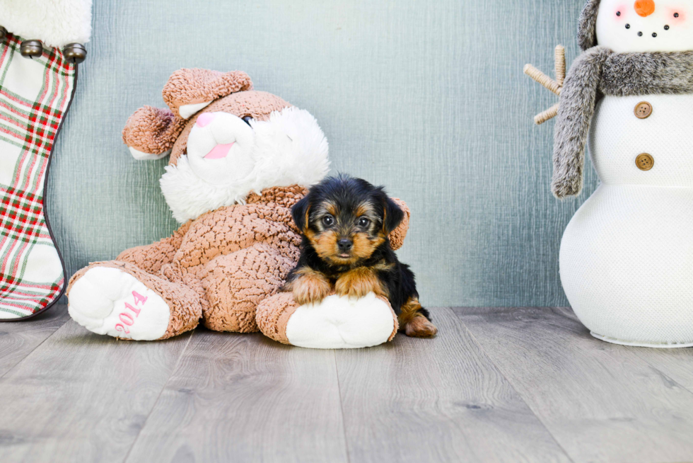 Meet Joey - our Yorkshire Terrier Puppy Photo 