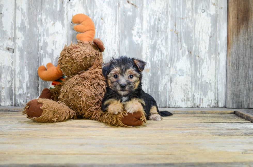 Adorable Yorkie Designer Puppy