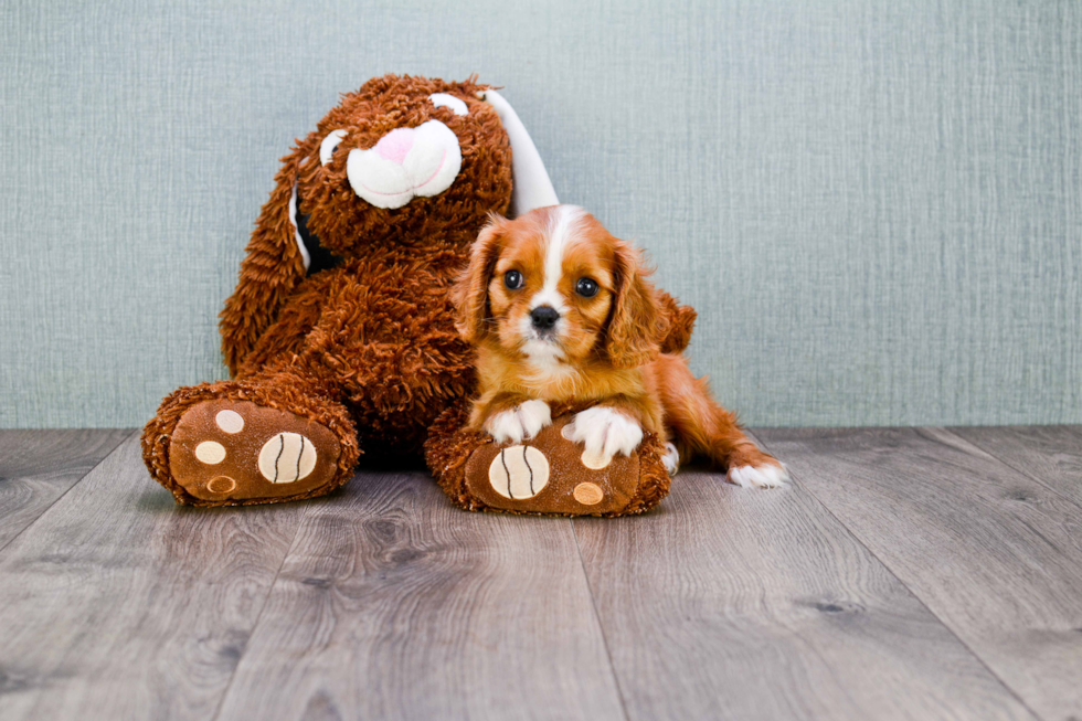 Cavalier King Charles Spaniel Puppy for Adoption