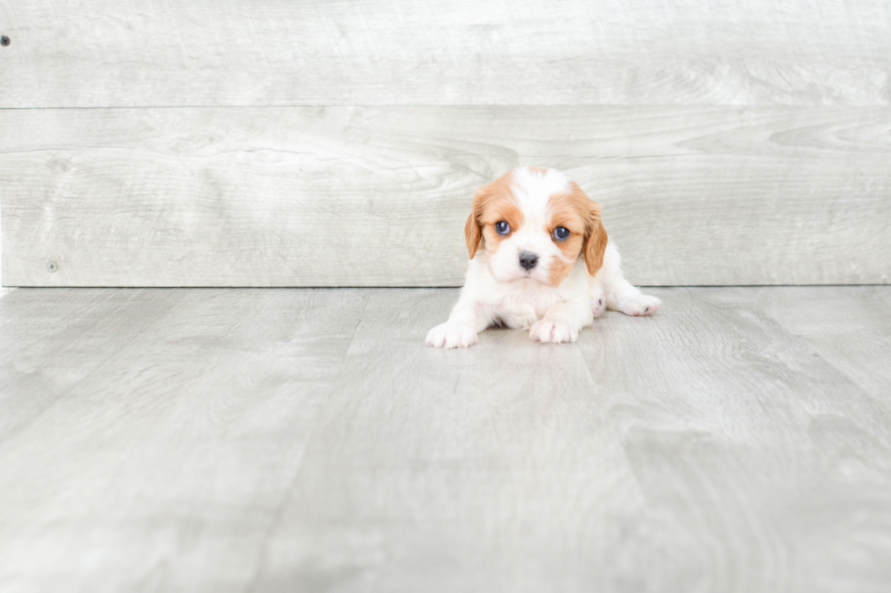 Adorable Cavalier King Charles Spaniel Purebred Puppy