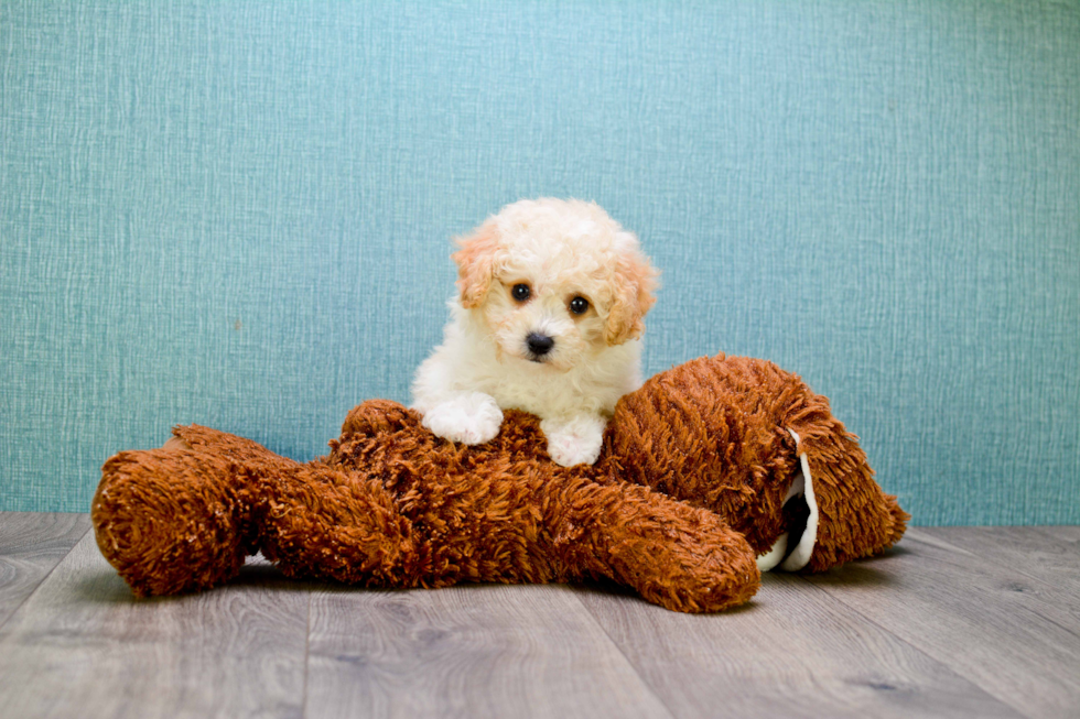 Smart Cavapoo Poodle Mix Pup