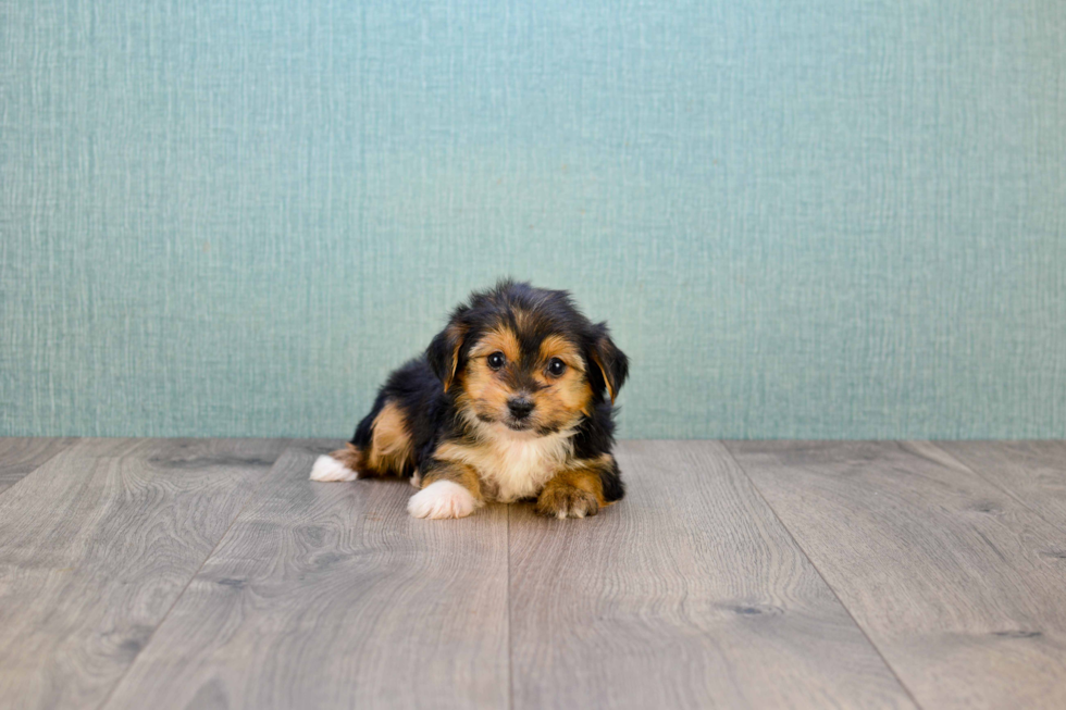 Morkie Pup Being Cute