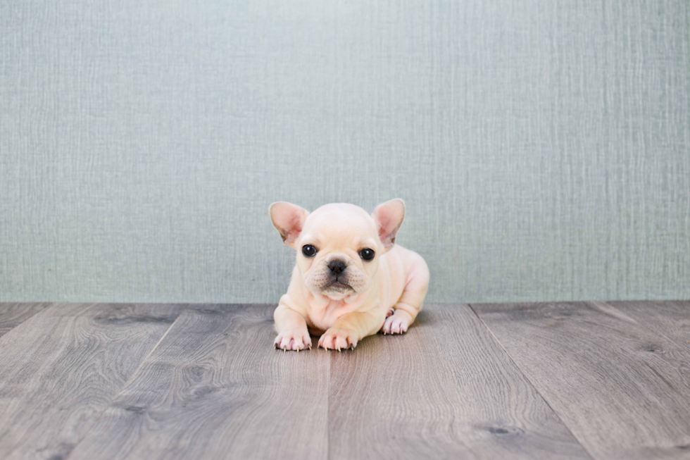 French Bulldog Puppy for Adoption