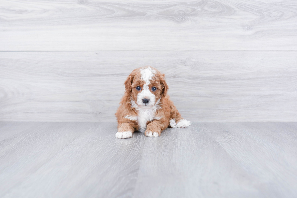 Fluffy Cavapoo Poodle Mix Pup