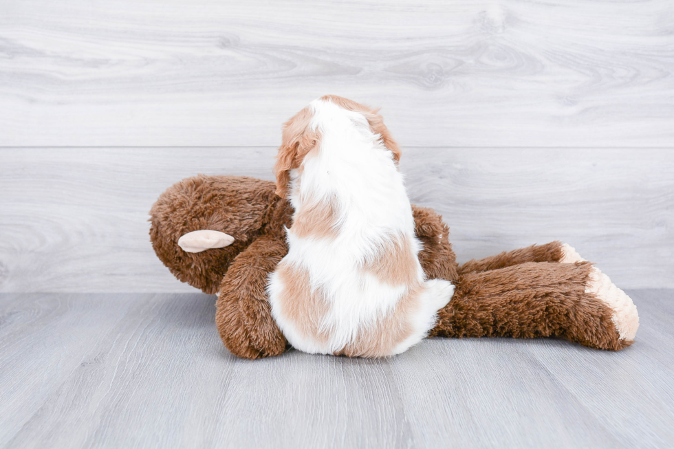 Friendly Cavalier King Charles Spaniel Purebred Pup