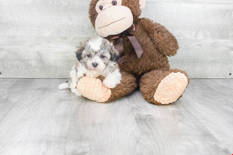 Teddy Bear Pup Being Cute