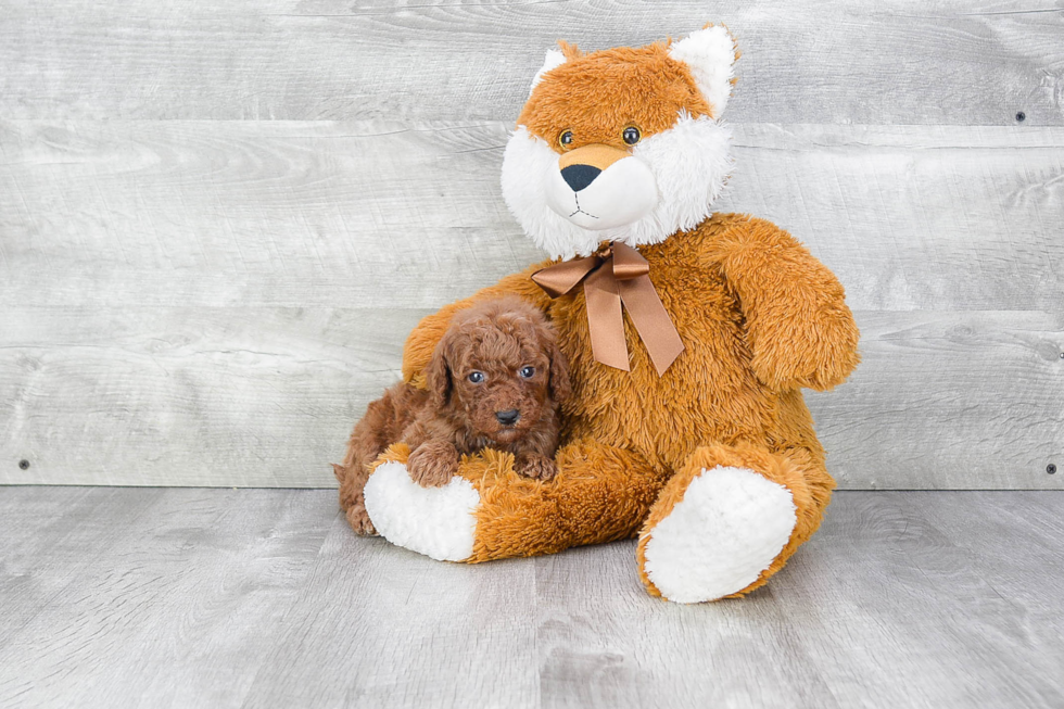 Energetic Golden Retriever Poodle Mix Puppy