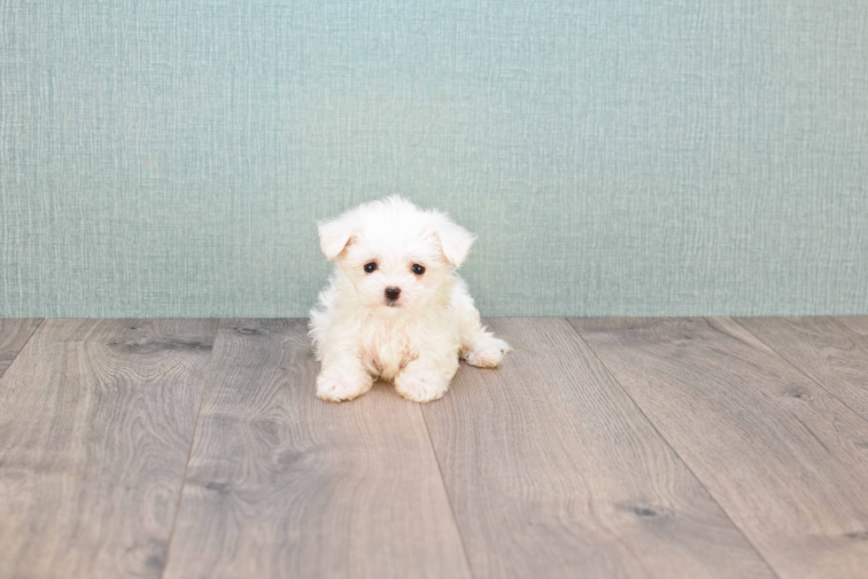 Maltese Puppy for Adoption