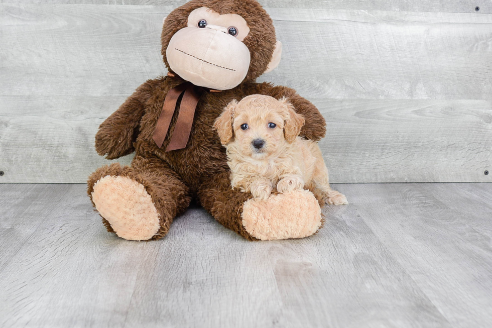 Petite Maltipoo Poodle Mix Pup