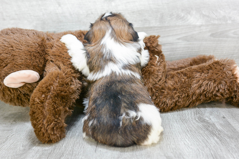 Teddy Bear Pup Being Cute