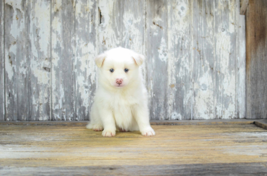 Best Pomsky Baby