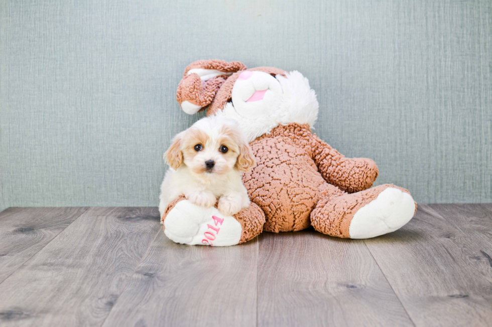 Cavachon Pup Being Cute