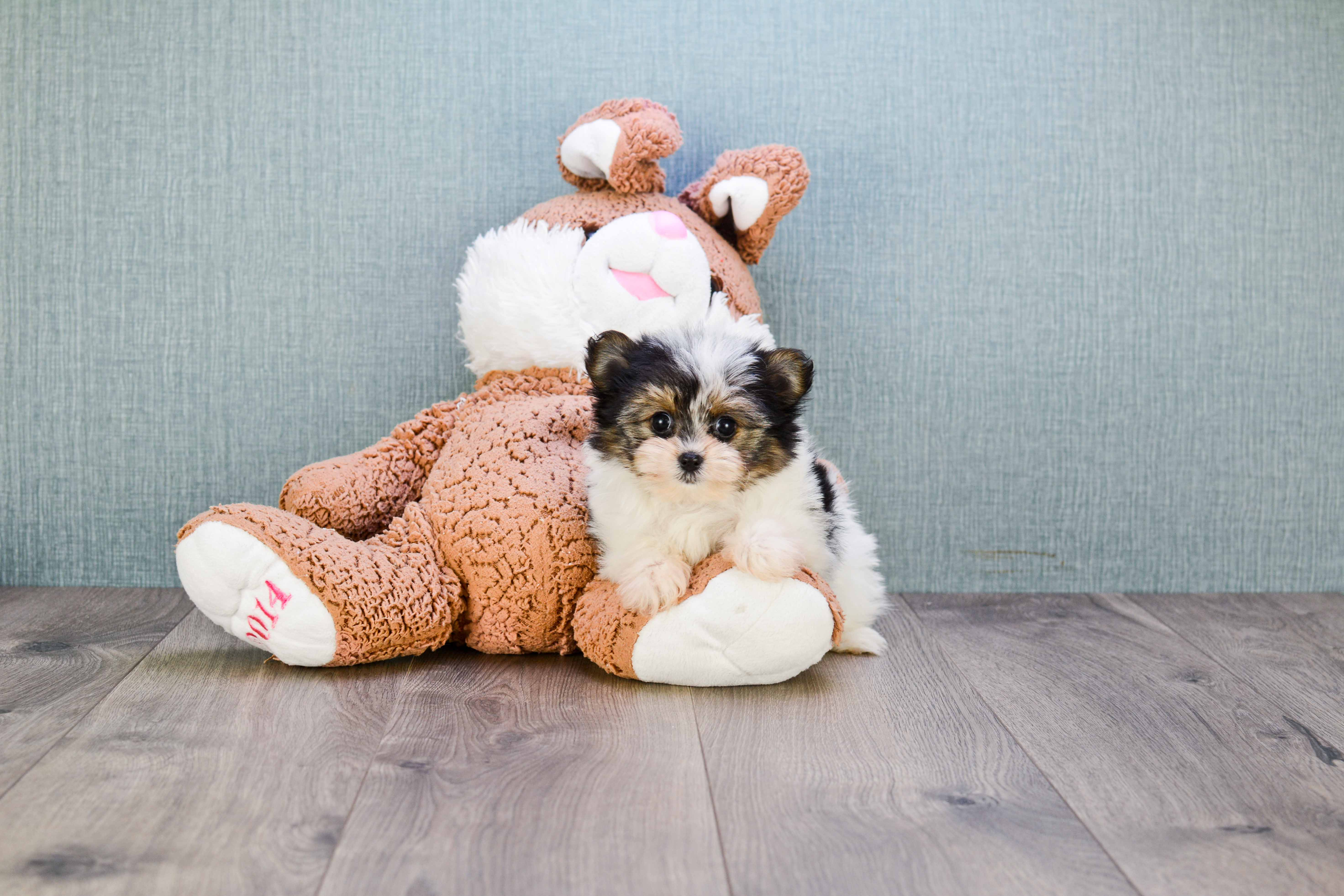 Fluffy Morkie Designer Pup