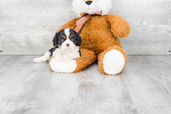 Cavalier King Charles Spaniel Pup Being Cute