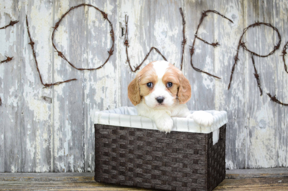 Playful Cavalier Designer Puppy