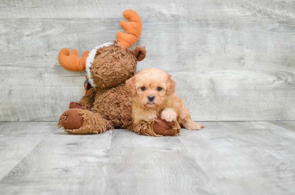 Little Cavoodle Poodle Mix Puppy