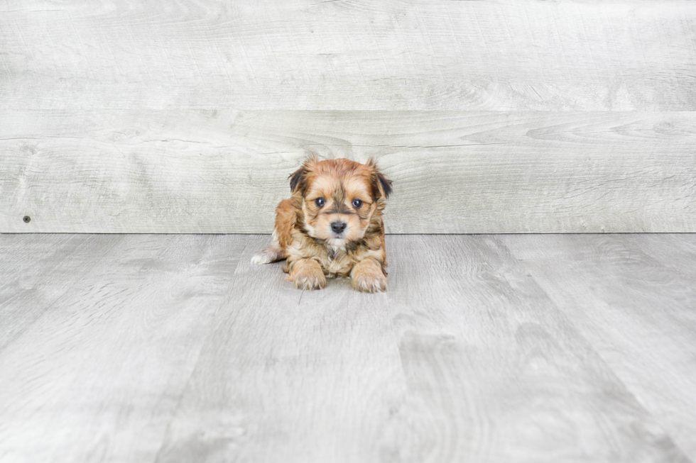 Hypoallergenic Yorkie Designer Puppy