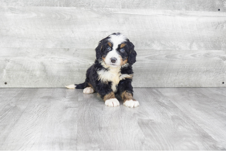 Cute Mini Bernedoodle Baby