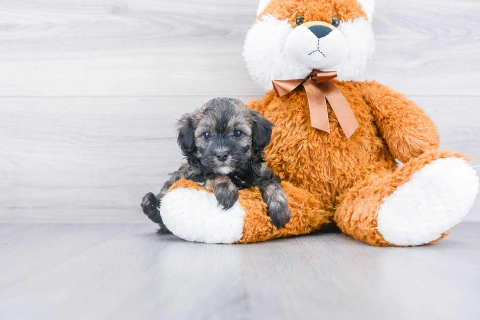 Maltipoo Puppy for Adoption